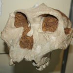 The age of the remains of ancient people from the Cradle of Humanity has been questioned
